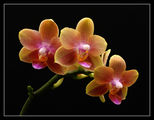 Оранжева Орхидея (Phalaenopsis sp.) ; comments:26