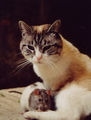 Friends for ever, Tao the Cat ###### Bouba the Rat ; comments:3