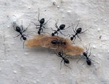 В света на мравките ; comments:52