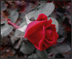 Розите... ; comments:28