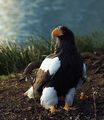 Steller Sea Eagle ; comments:50
