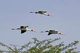 Flying Storks ; comments:13