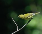 Tennessee warbler ; comments:26