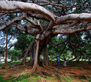 A tree in Paradeniya Gardens ; comments:29