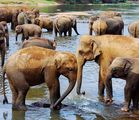 Elephant Orphanage, January 2008 ; comments:18