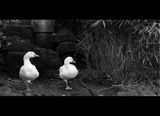 танцът на патките ; comments:32