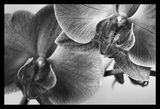 орхидеено танго ; comments:15
