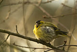 Елшова скатия (Carduelis spinus) - мъжки ; comments:25