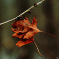 Autumn spirit (2) ; comments:30