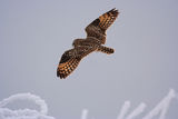 Short-eared owl in flight ; comments:22