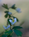 Нежно цвете за всички жени!:-) ; comments:25