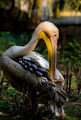Портрет на един пеликан ; comments:11