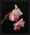 Орхидея ; comments:10