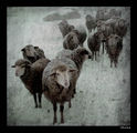 ..sheep.. ; comments:34