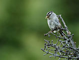 White-crowned Sparrow (Zonotrichia leucophrys) ; comments:22