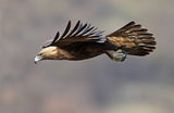 Скален орел ; comments:101