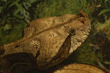 gaboon viper 2 ; comments:8