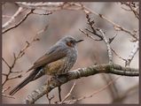 Brown-eared Bulbul (Microscelis amaurotis) ; comments:36