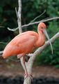 Scarlet ibis ; comments:15