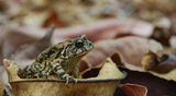 Африканска жаба-Bufo ... ; comments:12