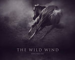 The Wild Wind ; comments:46