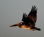 кафяв пеликан от Калифорния ; comments:18
