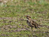 Беловежд дрозд (Turdus iliacus) ; comments:18