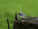 Бяла стърчиопашка (Motacilla alba) ; comments:17