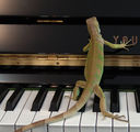 Dragon plays piano! ; comments:13