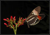 Пеперуда пощалъон (Heliconius erato) ; comments:9