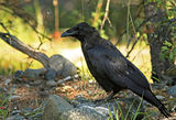 Гарван Гробар (Corvus corax) ; comments:14