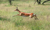 Antilope on the run ... ; comments:30