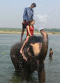 Elephant Bath ; comments:20