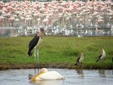 Diversity of life -  Nakuru Lake ; comments:28