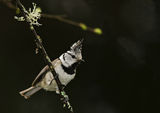 Качулат синигер (Parus cristatus) ; Comments:13