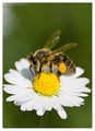 Пчеличката Мая ; comments:10