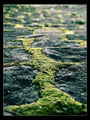 __green_paths___ ; comments:17