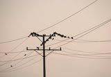 Birds Against Wireless ; comments:4