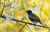 Обикновен скорец (Sturnus vulgaris) ; comments:36