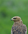 Малък креслив орел (Aquila pomarina) ; comments:5