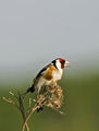 Щиглец (Carduelis carduelis) ; comments:26