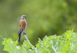 Linnet ; comments:17