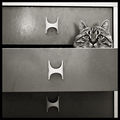Котка в чекмедже ; comments:47