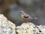 Alpine Accentor ; comments:7