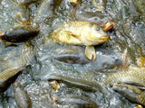 Versailles Castel Fish Soup ; comments:12