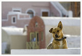 Кучешки живот.......в Санторини... ; comments:38