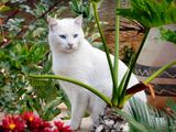White Cat ; comments:7