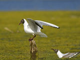 Речна чайка (Larus ridibundus) € ; comments:31