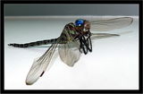 Dragonfly ; comments:18