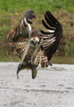 Osprey ; comments:113